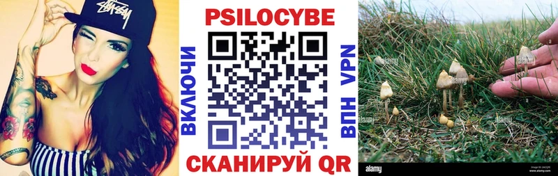 купить   Новосиль  Псилоцибиновые грибы Psilocybine cubensis 